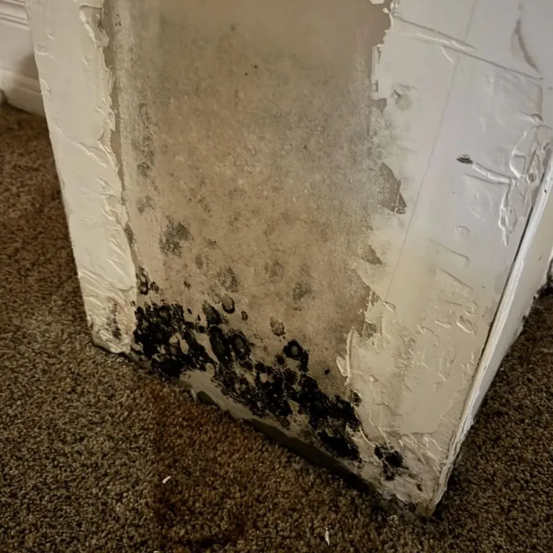Professional Mold Removal in Phoenix, AZ
